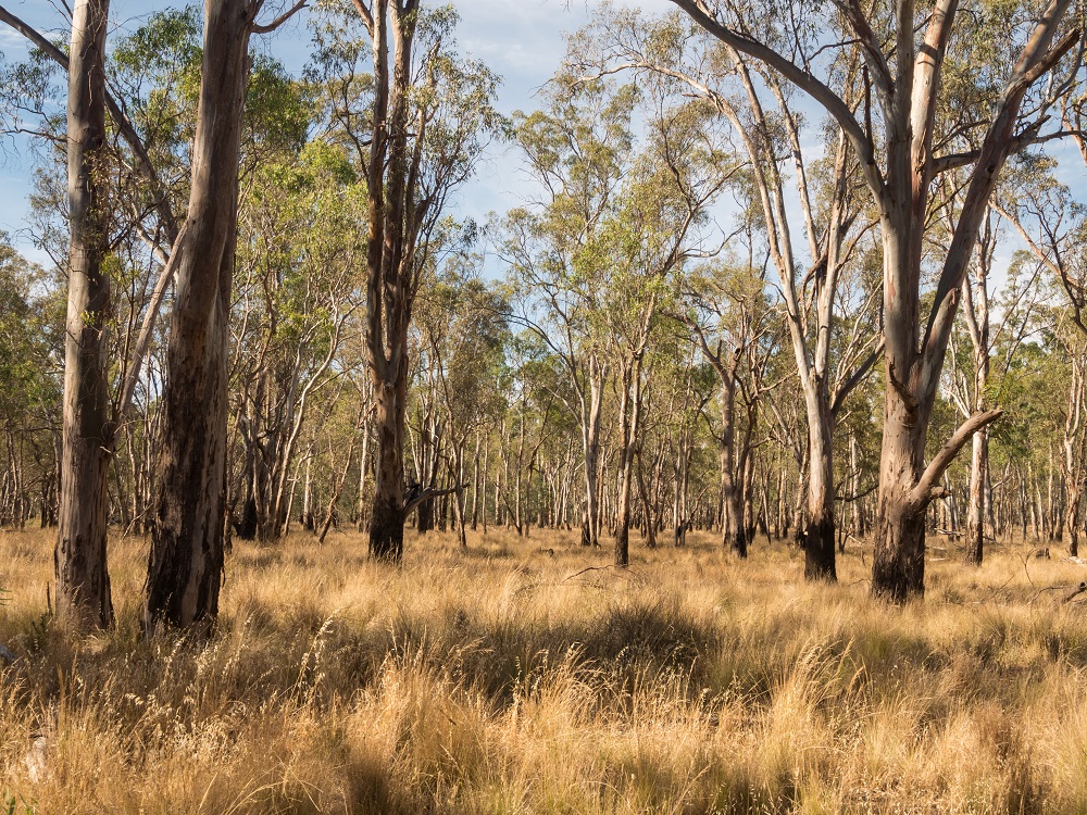 Critically endangered ecological communities